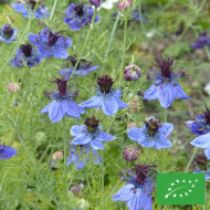Nigelle d'Espagne Midnight BIO