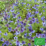 Nigelle d'Espagne Midnight BIO