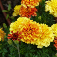 Œillet d'Inde nain Strawberry Blonde
