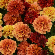 Œillet d'Inde nain Strawberry Blonde