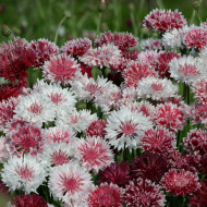Centaurée barbeau Classic Romantic