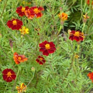 Œillet d'Inde haut Linnaeus Burning Embers