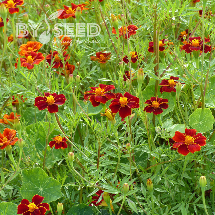 Œillet d'Inde haut Linnaeus Burning Embers