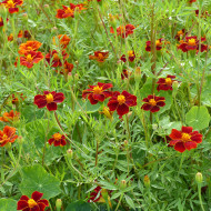 Œillet d'Inde haut Linnaeus Burning Embers