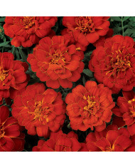 Œillet d'Inde haut Linnaeus Burning Embers