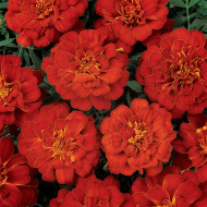 Œillet d'Inde nain Durango® Red