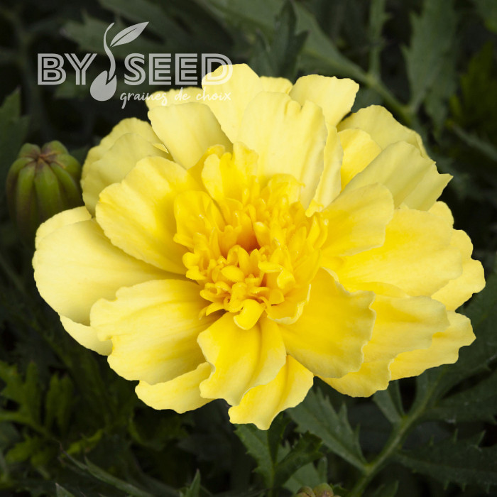 OEillet d'Inde nain Alumia Vanilla Cream