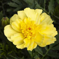 OEillet d'Inde nain Alumia Vanilla Cream
