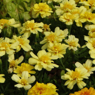 OEillet d'Inde nain Alumia Vanilla Cream
