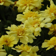 OEillet d'Inde nain Alumia Vanilla Cream