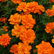 Œillet d'Inde nain Durango® Tangerine