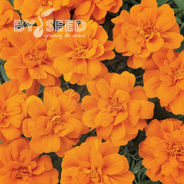 Œillet d'Inde nain Durango® Tangerine