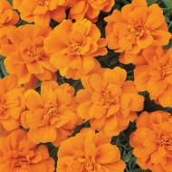 Œillet d'Inde nain Durango® Tangerine