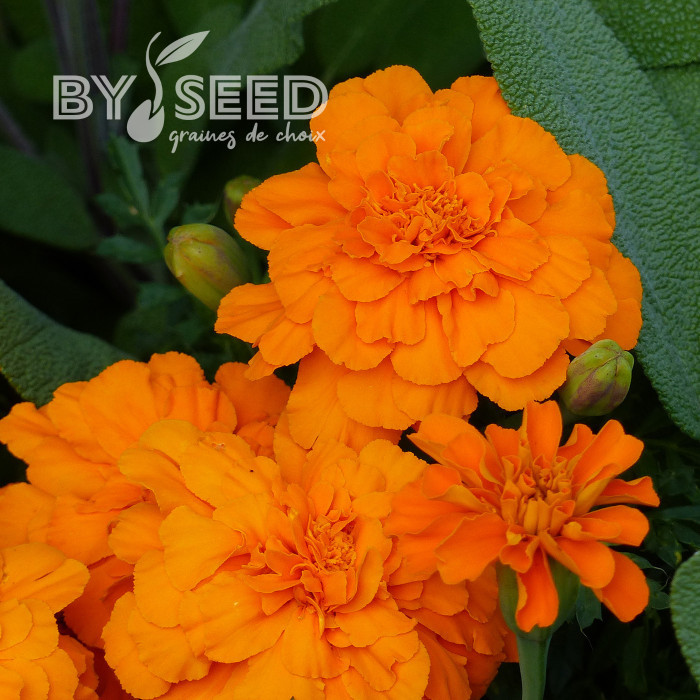 Œillet d'Inde nain Durango® Tangerine