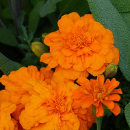 Œillet d'Inde nain Durango® Tangerine