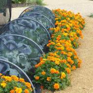 Œillet d'Inde nain Durango® Tangerine