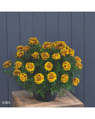 Thym serpolet Magic Carpet