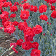 Œillet des fleuristes Triumph Scarlet