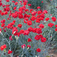 Œillet des fleuristes Triumph Scarlet