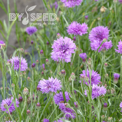 Centaurée barbeau Lady Mauve