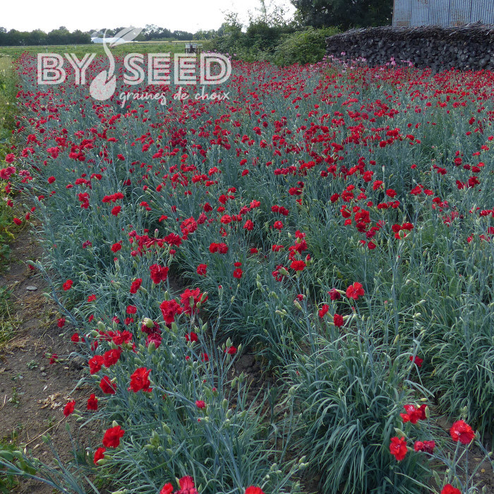 Œillet des fleuristes Triumph Scarlet