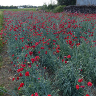Œillet des fleuristes Triumph Scarlet