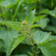 Ortie dioïque (plante sauvage)