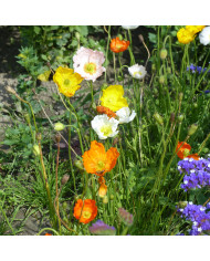 Coquelicot double Dawn Chorus Mix