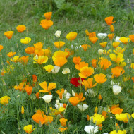 Pavot de Californie Garden Mix
