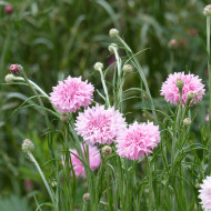 Centaurée barbeau Pinkie