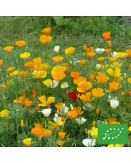 Pavot de Californie Garden Mix