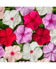 Pervenche de Madagascar Heatwave Mix