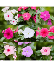 Reine-marguerite Pink Shades BIO