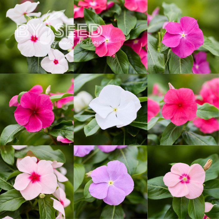 Pervenche de Madagascar Heatwave Mix