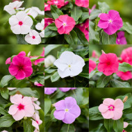 Pervenche de Madagascar Heatwave Mix