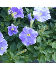 Pétunia Diamond Pearly Shades (graines enrobées)