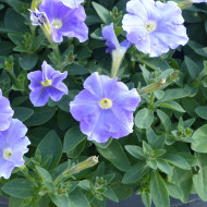 Pétunia Flashforward Sky Blue (graines enrobées)