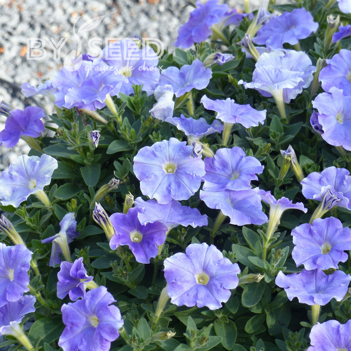 Pétunia Flashforward Sky Blue (graines enrobées)