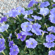 Pétunia Flashforward Sky Blue (graines enrobées)