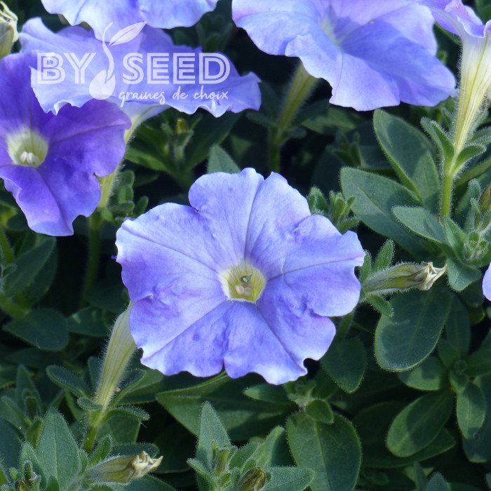 Pétunia Flashforward Sky Blue (graines enrobées)