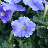 Pétunia Flashforward Sky Blue (graines enrobées)