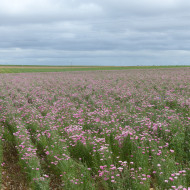 Centaurée barbeau Pinkie