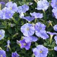 Pétunia Flashforward Sky Blue (graines enrobées)