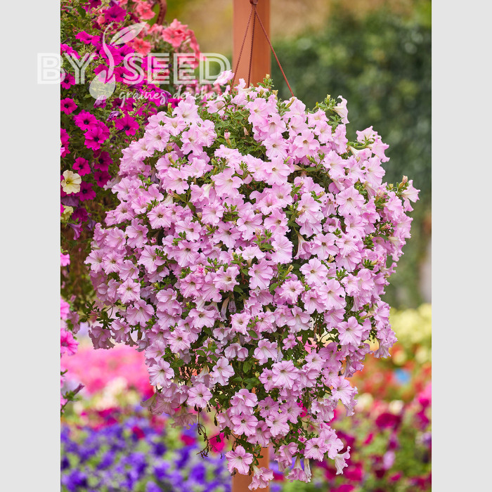 Pétunia Diamond Pearly Shades (graines enrobées)