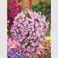 Pétunia Diamond Pearly Shades (graines enrobées)