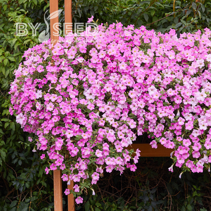 Pétunia Diamond Pearly Shades (graines enrobées)