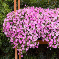 Pétunia Diamond Pearly Shades (graines enrobées)