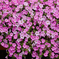 Pétunia Diamond Pearly Shades (graines enrobées)