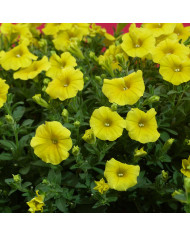 Pétunia Velvet Purple (graines enrobées)