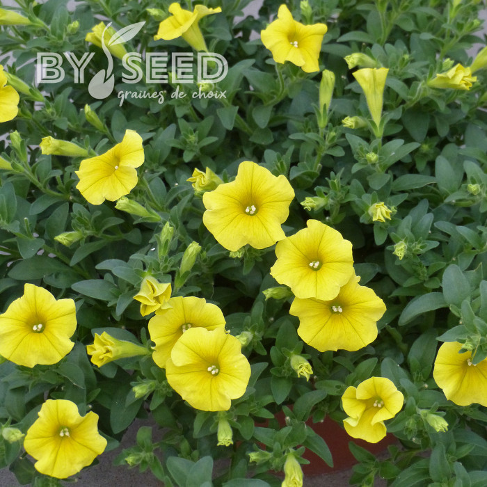Petchoa Caliburst Yellow (graines enrobées)